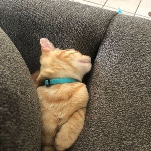 Meet your Posher, Rebekah